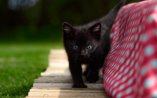 Black kitten wooden plank grass - bag free wallpaper