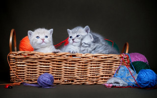 Kittens basket yarn blueeyes arts - a basket free wallpaper