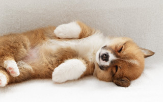 Dog laying back cute jigsaw - its paw free wallpaper