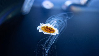 Flower sunflower microscopic bioluminescence night - assemblage free wallpaper