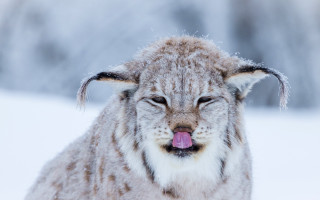 Snow covered dog tongue out - its tongue free wallpaper