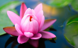 Pink flower floating pond lily 12 - a pink flower free wallpaper
