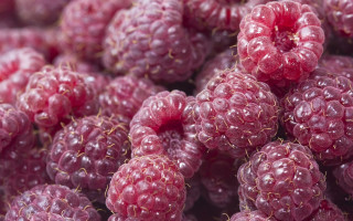 Raspberries water droplets macro closeup 3 - a close up of a bunch free wallpaper