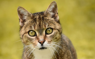 Cat green eyes grass background - green eye free wallpaper