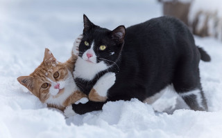 Cats snow play shiba inu - furry free wallpaper