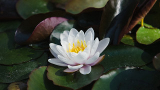 White water lily yellow center - blanche hoschedé monet free wallpaper