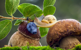 Snail mushroom branch leaves surreal - surrealism free wallpaper