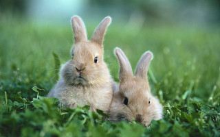 Rabbits in grass nature blurry - the camera and the other free wallpaper