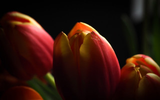 Flowers closeup blackbackground redcenter shallowdepth - a close up of a bunch free wallpaper