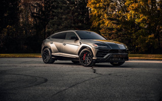 Silver lamb urus side profile - tree and a forest in the background free wallpaper
