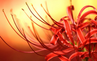 Red flower yellow background macro 2 - a yellow background behind free wallpaper