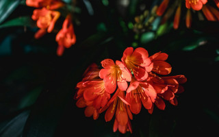 Red flowers green leaves dark - red flower free wallpaper