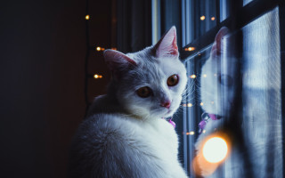 White cat window sill night 2 - a white cat free wallpaper
