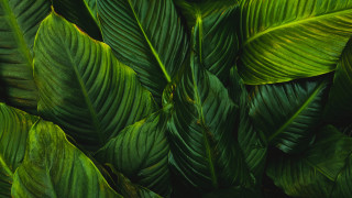 Green leaf closeup bamboo plant - a green plant free wallpaper