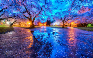 Park puddle trees purple flowers - arthur quartley free wallpaper