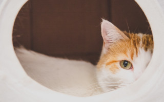 Cat shiba inu white animals - elinor proby adams free wallpaper