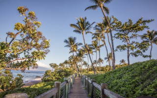 Wooden walkway beach palm trees 2 - both side of it free wallpaper