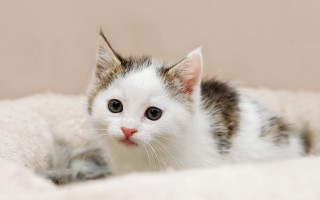 Small kitten sad look black - a small kitten free wallpaper