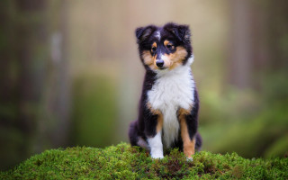 Small dog mossy grass forest - top of a moss free wallpaper