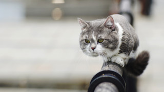 Cat railing macro bokeh shallow - outside free wallpaper