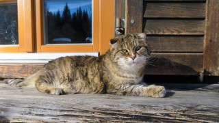 Cat porch door window tree - akseli gallenkallela free wallpaper