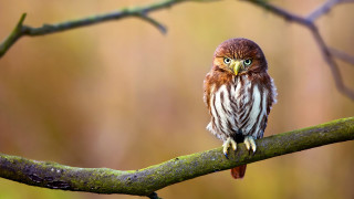 Small bird perched branch blurry 7 - a blurry background of leaves free wallpaper