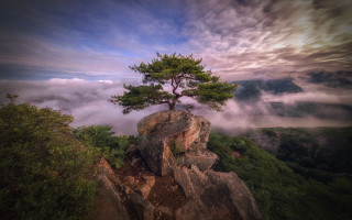 Lone tree mountain fog sunrise - a lone tree free wallpaper