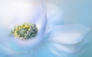 White flower blue background yellow - a yellow center in the center of the flower free wallpaper