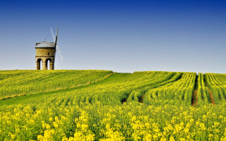 Windmill hill flower field tiltshift - a windmill free wallpaper
