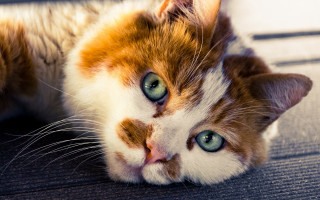 Cat laying wide eyed superflat - eye free wallpaper