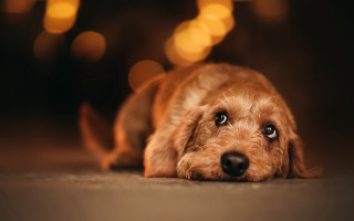 Dog lying head ground wide - its head on free wallpaper