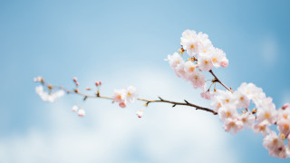 White flower branch blue sky 4 - tiny free wallpaper