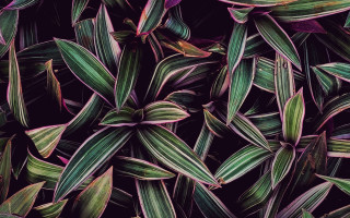 Closeup green purple plant macro - a close up of a plant free wallpaper