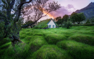 House green roof tree pink - a house free wallpaper