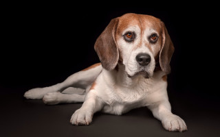 Brown white dog laying black - elke vogelsang free wallpaper
