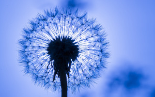 Dandelion blue sky light macro - a dandelion free wallpaper