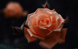 Orange rose black background leaves - orange free wallpaper