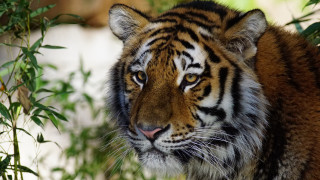 Tiger grass bushes whitewall animalfocus - a tiger free wallpaper