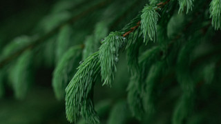 Pine branch water drops macro - a close up of a pine tree branch free wallpaper