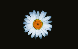 White flower yellow center black 5 - a yellow center free wallpaper