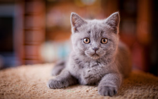 Curious gray kitten carpeted floor - grey background free wallpaper