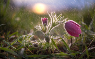 Pink flower dew grass macro - dew free wallpaper