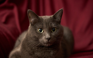 Cat red couch green eyes 2 - a red couch free wallpaper