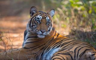 Tiger laying in grass autumn - a blurry background of trees and grass free wallpaper