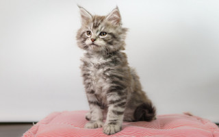 Small kitten pink cushion floor - a small kitten free wallpaper