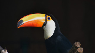 Toucan colorful beak black background - this image free wallpaper