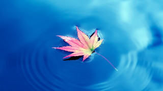 Leaf blue water ripples sky - a blue water free wallpaper