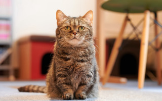 Cat tiltshift blurry bokeh chromatic - eye free wallpaper