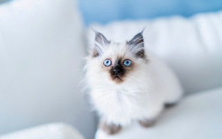 White cat blue eyes couch - a small kitten free wallpaper