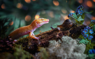 Lizard snail woods flower lights - in the wood free wallpaper
